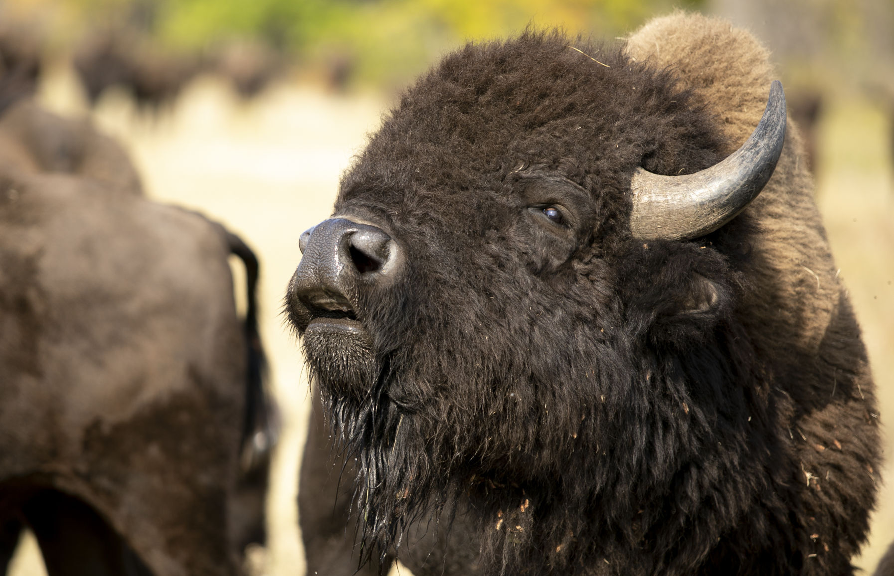 Buffalo Roundup Preview